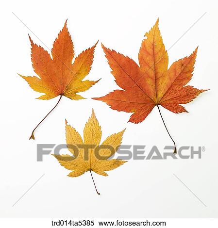 Stock Photography - maple leaves. Fotosearch