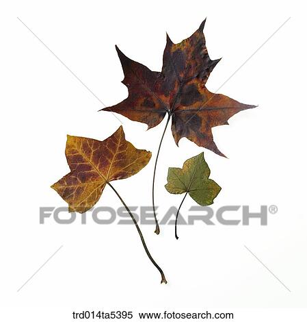 maple leaves View Large Photo Image Stock Photography - maple leaves. Fotosearch