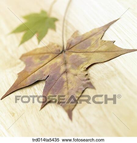 maple leaves View Large Photo Image Stock Photography - maple leaves. Fotosearch