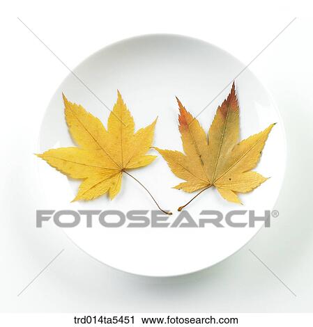 yellow leaves on a dish View Large Photo Image Stock Image - yellow leaves on a dish. Fotosearch