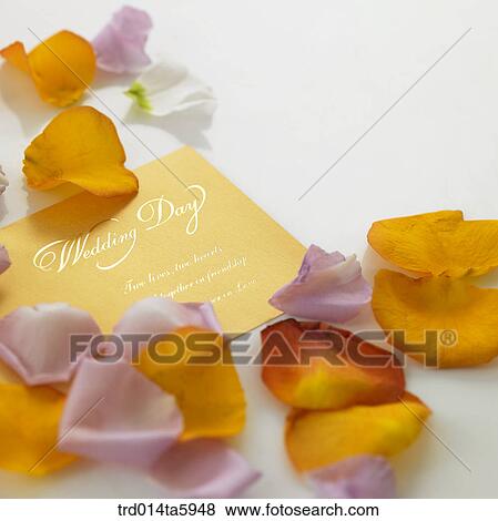 a card and a flower on the table View Large Photo Image Stock Photo - a card and a flower on the table. Fotosearch