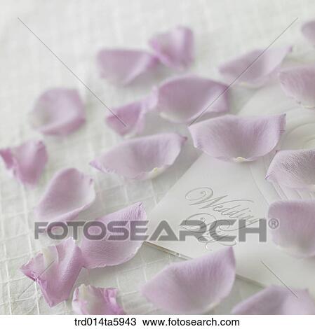 a flower and an invitation on the table View Large Photo Image Stock Image - a flower and an invitation on the table. Fotosearch