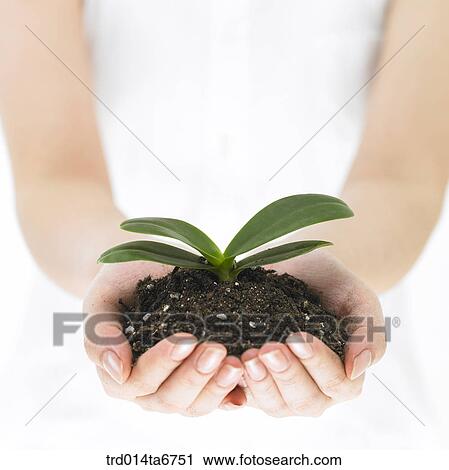 Stock Image - person, body, hand, closeup, bud, bud, plant. Fotosearch