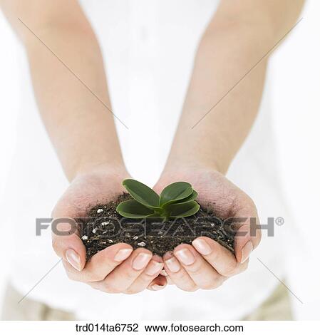 Stock Image - person, body, hand, closeup, bud, bud, plant. Fotosearch