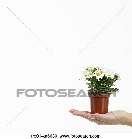 Stock Image - person, body, hand, closeup, object, interior, supply. Fotosearch