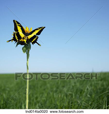 a butterfly View Large Photo Image Stock Image - a butterfly. Fotosearch