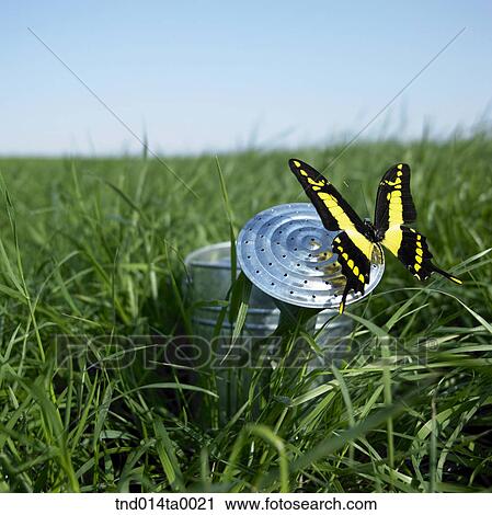 Stock Image - a butterfly. Fotosearch
