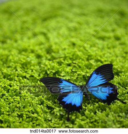 a butterfly View Large Photo Image Stock Photo - a butterfly. Fotosearch