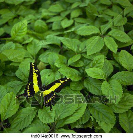Stock Photograph - a butterfly. Fotosearch