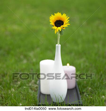 a candle and a sunflower View Large Photo Image Stock Image - a candle and a sunflower. Fotosearch