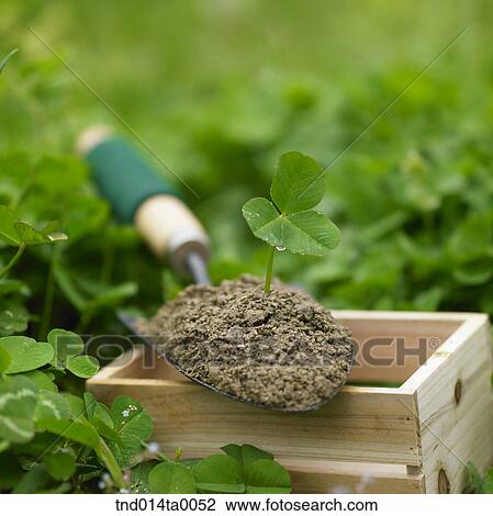 Stock Image - a clover. Fotosearch