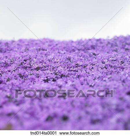 Stock Image - a flower garden. Fotosearch