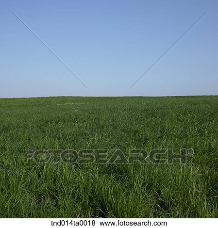 Stock Photo - a grassplot. Fotosearch