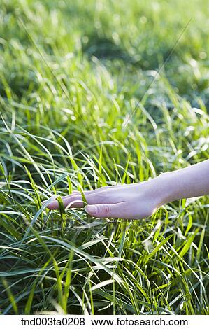 a hand on a lawn View Large Photo Image Stock Photo - a hand on a lawn. Fotosearch