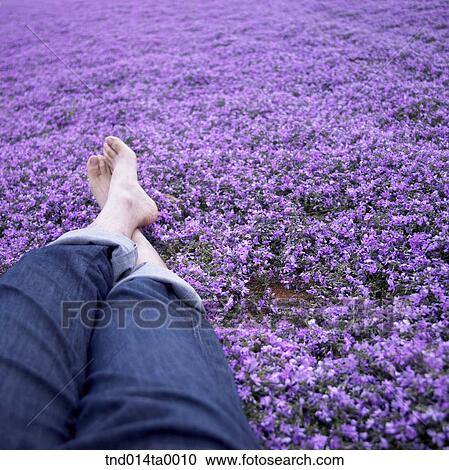 a man taking a rest in a flower garden View Large Photo Image Stock Image - a man taking a rest in a flower garden. Fotosearch