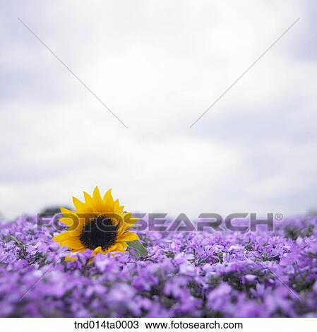 Stock Image - a sunflower in a flower garden. Fotosearch