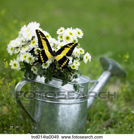 Stock Photo - a watering pot and a sitting butterfly. Fotosearch