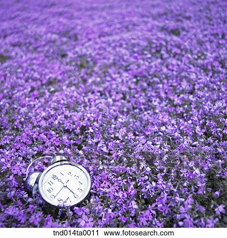 a watering pot in a flower garden View Large Photo Image Stock Image - a watering pot in a flower garden. Fotosearch