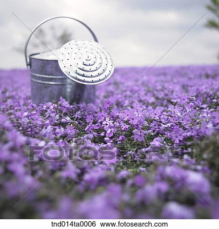 a watering pot in a flower garden View Large Photo Image Stock Photograph - a watering pot in a flower garden. Fotosearch
