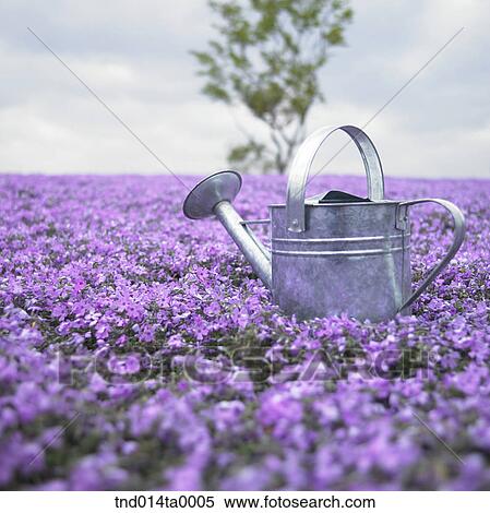 Stock Photography - a watering pot in a flower garden. Fotosearch