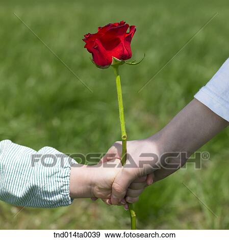 a woman giving a rose to a child View Large Photo Image Stock Photo - a woman giving a rose to a child. Fotosearch