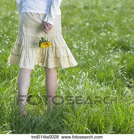 a woman holding a sunflower View Large Photo Image Stock Photo - a woman holding a sunflower. Fotosearch