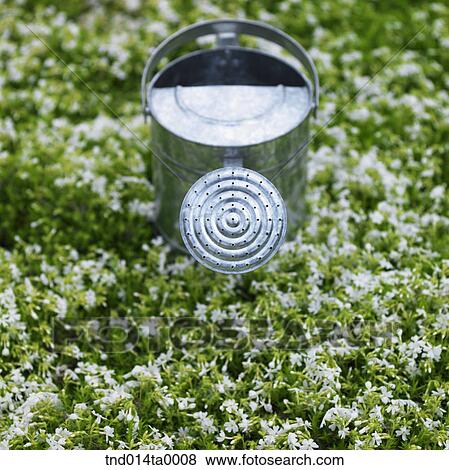 Stock Photo - an alarm clock in a flower garden. Fotosearch