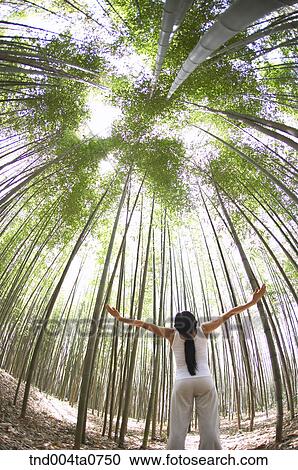 a woman doing Yoga in a bamboo tree forest View Large Photo Image Stock Image - a woman doing Yoga in a bamboo tree forest. Fotosearch