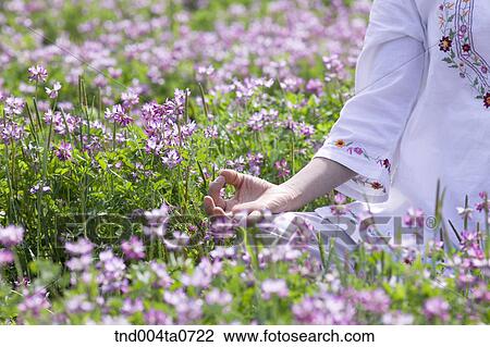a woman doing Yoga in a flower garden View Large Photo Image Stock Image - a woman doing Yoga in a flower garden. Fotosearch