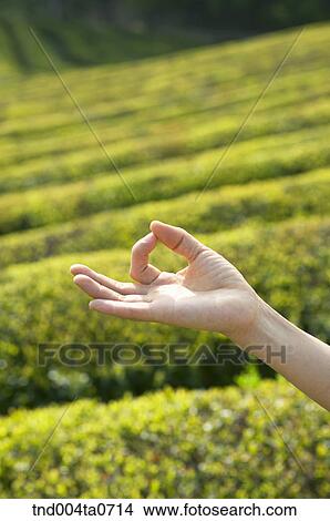 a woman doing Yoga in a tea field View Large Photo Image Picture - a woman doing Yoga in a tea field. Fotosearch