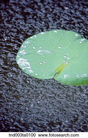 a lotus flower View Large Photo Image Stock Image - a lotus flower. Fotosearch