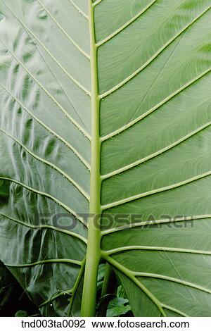 Stock Image - background/ a leaf. Fotosearch