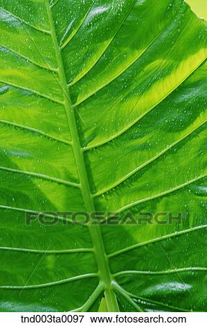 Stock Photo - background/ a leaf. Fotosearch