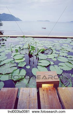 interior/a pond in a garden View Large Photo Image Stock Image - interior/a pond in a garden. Fotosearch