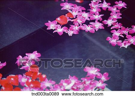 spa/ flowers in a tub View Large Photo Image Stock Photo - spa/ flowers in a tub. Fotosearch