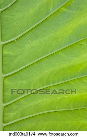 a leaf and waterdrop View Large Photo Image Picture - a leaf and waterdrop. Fotosearch