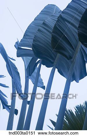 Stock Image - a tropics plant. Fotosearch