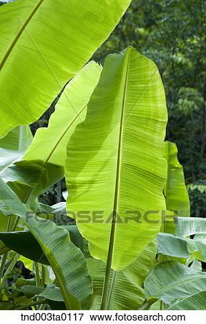 Stock Photo - a tropics plant. Fotosearch
