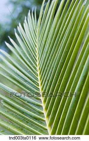 a tropics plant View Large Photo Image Stock Photograph - a tropics plant. Fotosearch