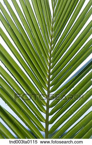 a tropics plant View Large Photo Image Stock Photography - a tropics plant. Fotosearch