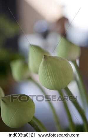 buds View Large Photo Image Stock Image - buds. Fotosearch