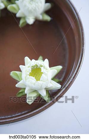 decoration, white flowers View Large Photo Image Stock Photography - decoration, white flowers. Fotosearch