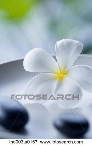 flowers and pebbles View Large Photo Image Stock Photo - flowers and pebbles. Fotosearch