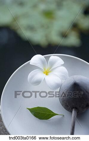 fruits and leaves View Large Photo Image Stock Photograph - fruits and leaves. Fotosearch