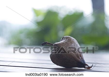 fruits View Large Photo Image Stock Image - fruits. Fotosearch