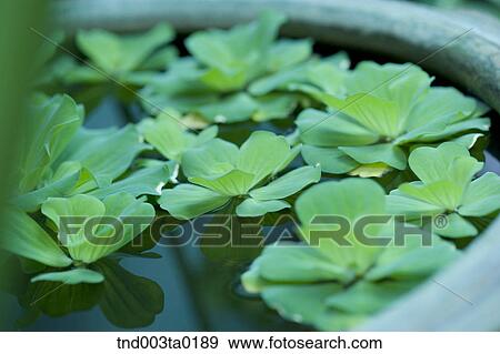 leaves on the water View Large Photo Image Stock Photo - leaves on the water. Fotosearch