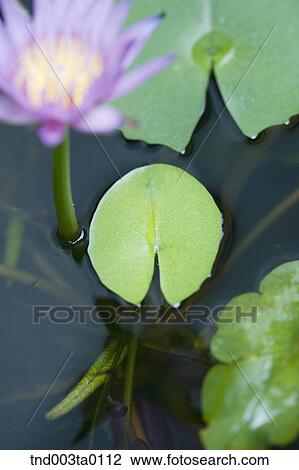 lotus flowers View Large Photo Image Stock Image - lotus flowers. Fotosearch
