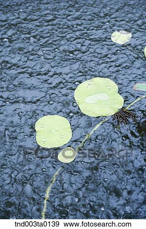 nature, rain View Large Photo Image Stock Photo - nature, rain. Fotosearch