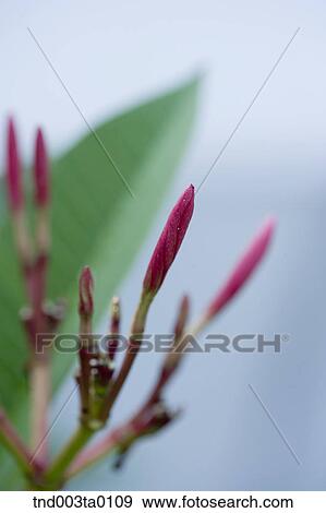 pink buds View Large Photo Image Stock Photo - pink buds. Fotosearch