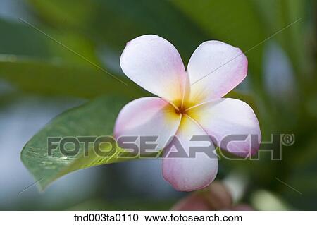 Stock Image - pink flowers. Fotosearch